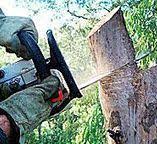 Best Tree Removal  in Loyola, CA