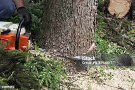 Best Fruit Tree Pruning  in Loyola, CA
