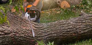 Best Stump Grinding and Removal  in Loyola, CA
