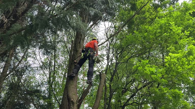 Professional Tree Services in Loyola, CA