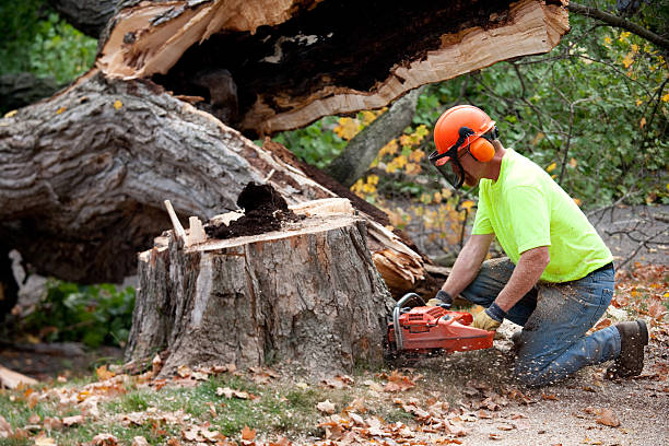 Best Soil Testing and Treatment  in Loyola, CA