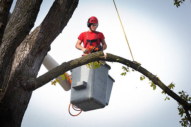 Best Tree Mulching  in Loyola, CA