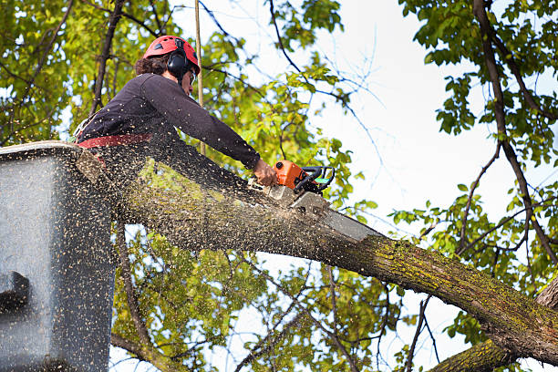 How Our Tree Care Process Works  in  Loyola, CA